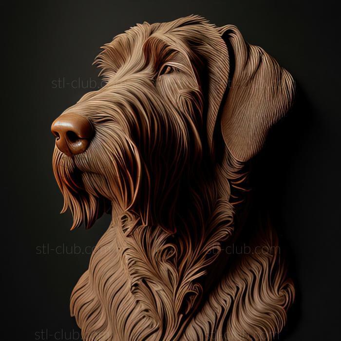 st Italian spinone dog